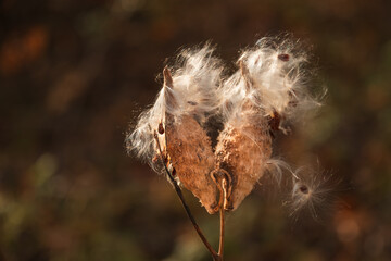 Common milkweed (Asclepias syriaca L.) plant pod
