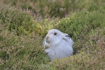 A Mountain Hare sat in heather.