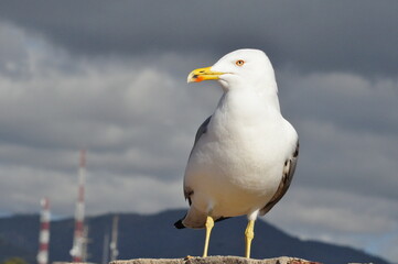 A seagull stands gracefully on a sunlit stone wall 