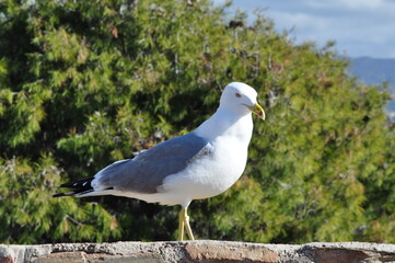 A seagull stands gracefully on a sunlit stone wall with trees background