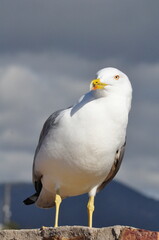 A seagull stands gracefully on a sunlit stone wall 