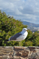 A seagull stands gracefully on a sunlit stone wall with trees background
