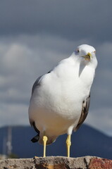 A seagull stands gracefully on a sunlit stone wall 
