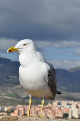 A seagull stands gracefully on a sunlit stone wall 