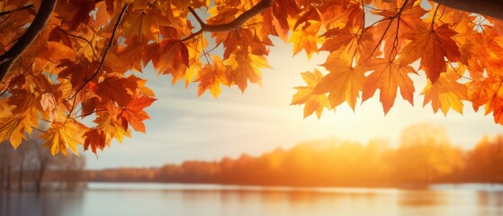 Autumn Maple Leaves Frame - Sunny Nature Scene
