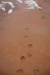 Mans  Best Friend has a day out on the beach, Blyth, Northumberland