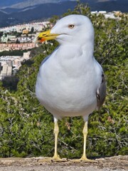 A seagull stands gracefully on a sunlit stone wall with trees background