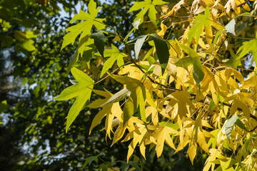 GAutumn foliage of American or Tulip Poplar on blurred background. Golden, yellow and green leaves on branches of tulip tree (Liriodendron tulipifera). Selective focus. Nature concept for design.