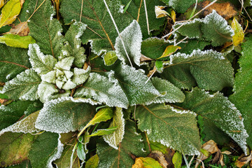 Frozen grass in cold winter morning