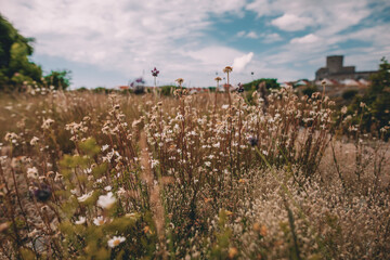 field of flowers