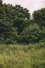 trees in the forest