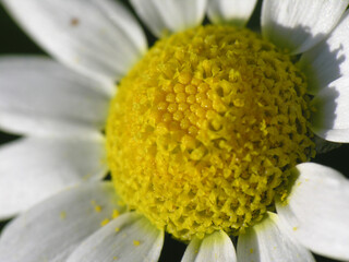 Obraz premium Giardino