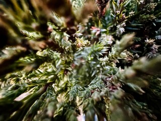 Skyrocket Juniper Tree