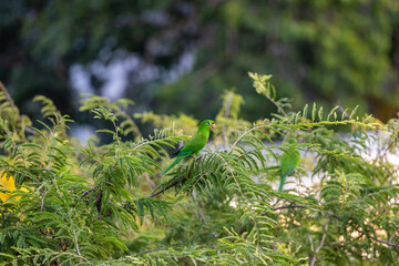 Parrot (Psittacara chloropterus) resting on a tree in Santo Domingo.