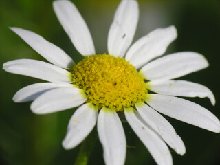 Obraz premium Giardino