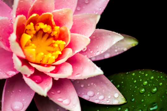 Close-up view of a flower of a pink waterlily, covered in water droplets, of the Nymphae family.