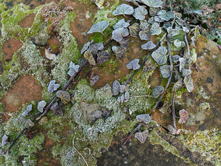 Frost und Reif auf Moos und Efeu der an Mauerwerk wächst , feinste Strukturen 