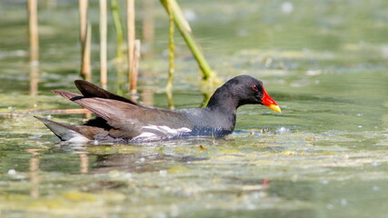 duck in the water