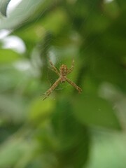 small white spider waiting for prey to get caught in its web