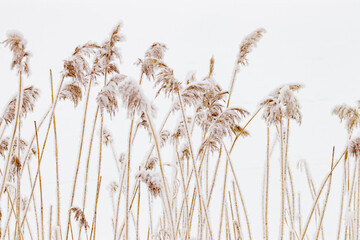 Closeup of frost-covered pampas grass on light white background. Icy textures and natural elegance of frozen plants as serene and tranquil winter atmosphere. Snow covering of dry reeds on frozen pond