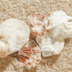 Colored Shells summer pattern on sandy beach, aesthetic nature still life, organic shapes, beauty nature background. Closeup seashells at Soft lighting, warm tones create natural, beachy mood