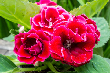 Obraz premium Large vibrant red flowers of a gloxinia flower. Red gloxinia flowers symbolise passion.