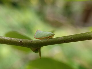 macro photo of planthopper pest