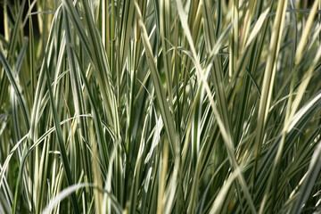 Very beautiful grass of a cereal molinia with longitudinal strips on leaves.