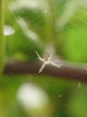 small white spider waiting for prey to get caught in its web