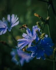 bee on a flower