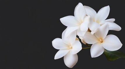 Fototapeta premium White Plumeria flowers, dark background, spa, tranquility