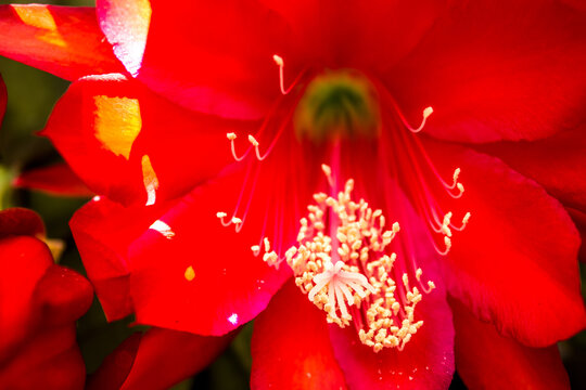 Phyllocactus-Bilder: Stock-Fotos & -Videos. | Adobe Stock