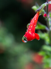 Close-up of the small red tube-shaped flower of a scarlet sage covered in waterdrops, reflecting the surrounding red flowers and foliage