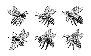 Honey Bee Vector silhouette illustration.
