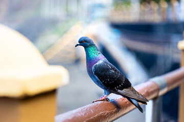 a canary islands dove on a fence