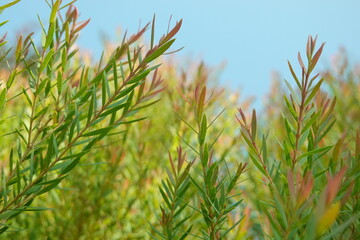 Melaleuca bracteata macro leaves small world