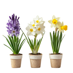 Spring flowers in pots a vibrant display of hyacinth daffodils and beauty