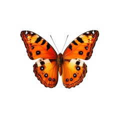 A Stunning Orange Butterfly with Black Spots Detailed Wings Nature Beauty