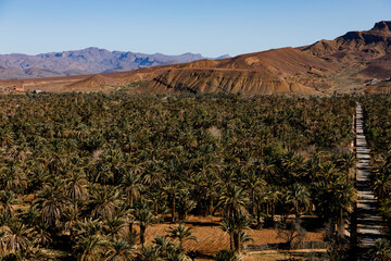 Travel destination Morocco, palm tree grove and mountain area, amazing oasis.