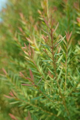 Melaleuca bracteata macro leaves small world