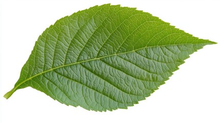 Obraz premium Close-up View of a Vibrant Green Leaf