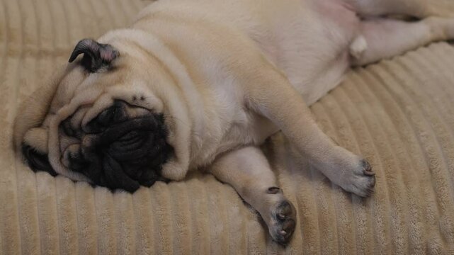 cute sleeping adult brown pug dog lying on side on sofa, pug sleeping at home on bed