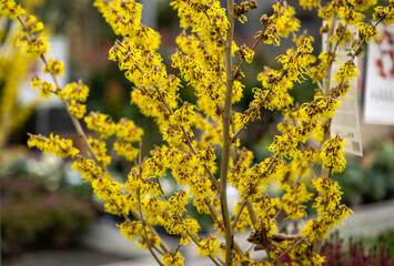 Blumenladen
