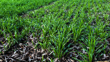 Obraz premium Panoramic view of early spring landscape on sunny day with green winter wheat field. Agricultural crops in warm snowless winter. Winter sowing of grain crops