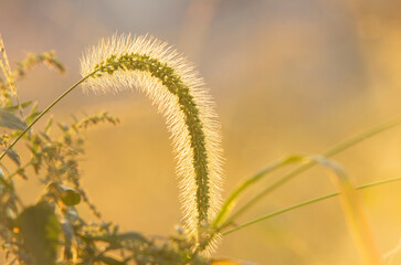夕日を浴びるねこじゃらし