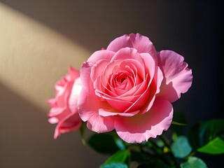 pink roses
