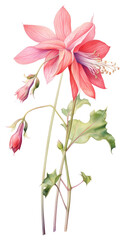 Obraz premium PNG Illustration aquilegia botanical drawing.