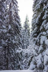 Pine forest on a winter day