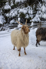 Fototapeta premium Cute animal in the winter park