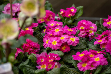 Obraz premium Blumenladen